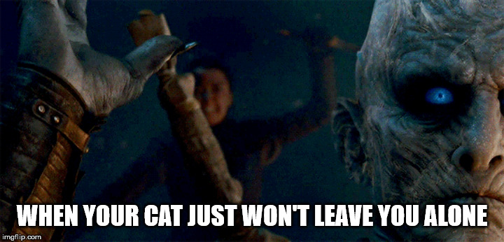 WHEN YOUR CAT JUST WON'T LEAVE YOU ALONE | image tagged in game of thrones arya | made w/ Imgflip meme maker