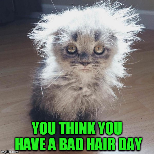 Yeah, I need to get my hair done | YOU THINK YOU HAVE A BAD HAIR DAY | image tagged in hair,funny | made w/ Imgflip meme maker