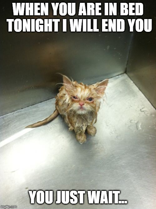 Kill You Cat Meme | WHEN YOU ARE IN BED TONIGHT I WILL END YOU; YOU JUST WAIT... | image tagged in memes,kill you cat | made w/ Imgflip meme maker