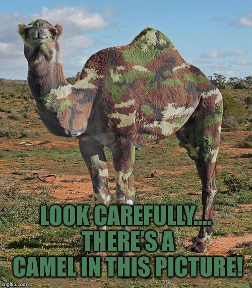 Camelflage | LOOK CAREFULLY.... THERE’S A CAMEL IN THIS PICTURE! | image tagged in memes,camel | made w/ Imgflip meme maker