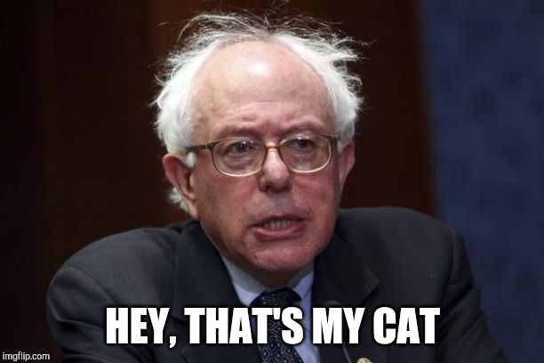 HEY, THAT'S MY CAT | image tagged in bernie sanders | made w/ Imgflip meme maker