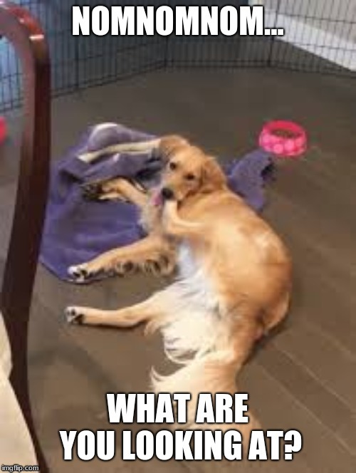 my foot is so tasty | image tagged in what are you looking at,feet,dogs,fur,food,bowl | made w/ Imgflip meme maker