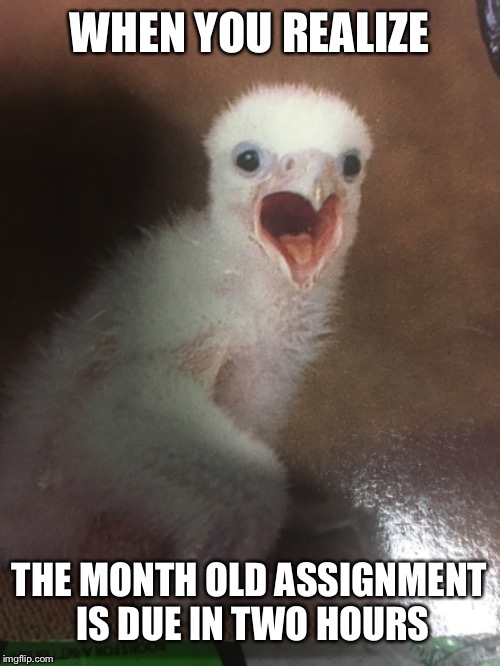 WHEN YOU REALIZE; THE MONTH OLD ASSIGNMENT IS DUE IN TWO HOURS | image tagged in original meme | made w/ Imgflip meme maker