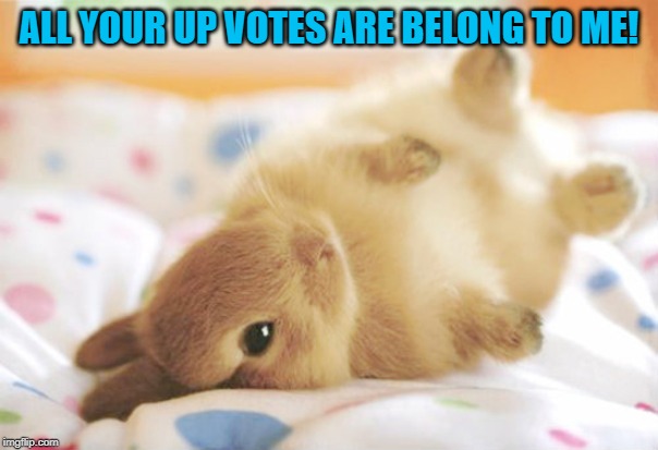 EEEK! I love cute baby animals! | ALL YOUR UP VOTES ARE BELONG TO ME! | image tagged in cute bunny,nixieknox,memes | made w/ Imgflip meme maker
