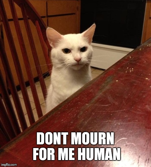 Mad cat | DONT MOURN FOR ME HUMAN | image tagged in mad cat | made w/ Imgflip meme maker