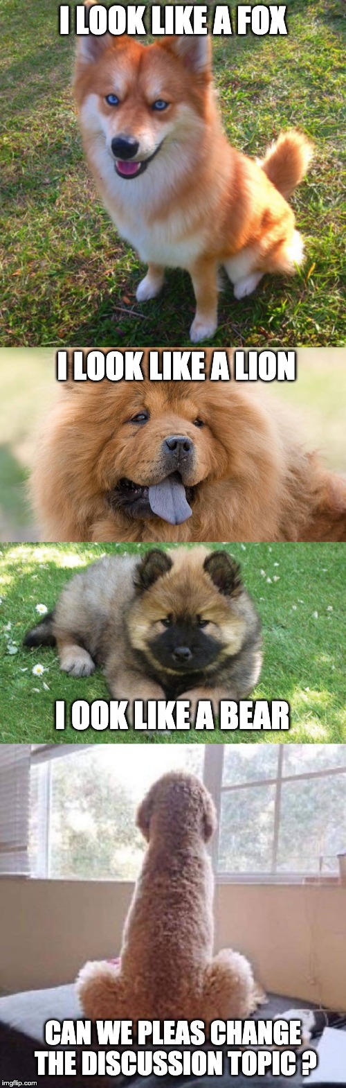 Dog looks | I LOOK LIKE A FOX; I LOOK LIKE A LION; I OOK LIKE A BEAR; CAN WE PLEAS CHANGE THE DISCUSSION TOPIC ? | image tagged in dogs,dog,funny,fun,meme,fox | made w/ Imgflip meme maker
