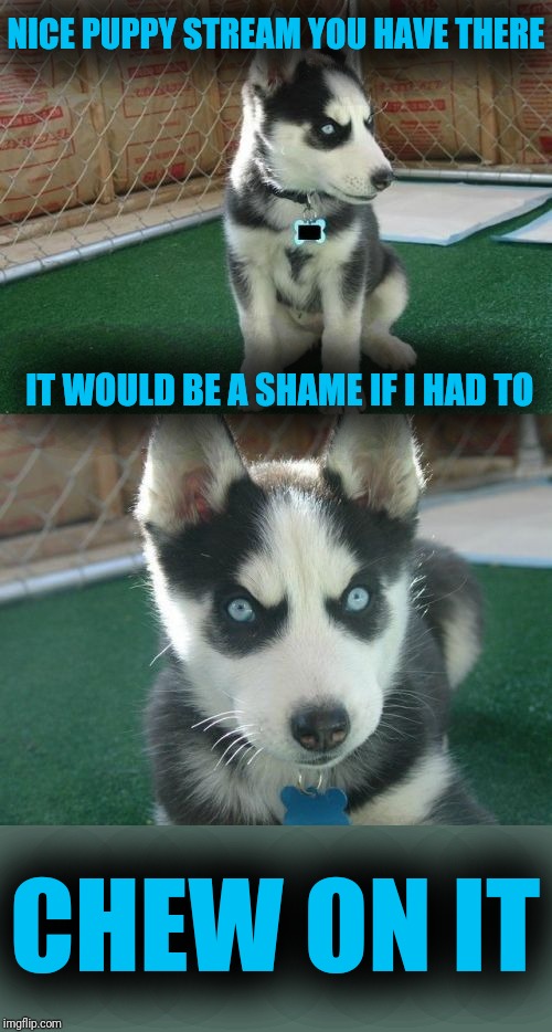 Insanity Puppy | NICE PUPPY STREAM YOU HAVE THERE; IT WOULD BE A SHAME IF I HAD TO; CHEW ON IT | image tagged in memes,insanity puppy | made w/ Imgflip meme maker