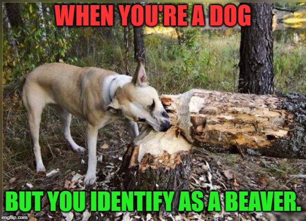 Be who you are! Even if it means taking a few splinters! | WHEN YOU'RE A DOG; BUT YOU IDENTIFY AS A BEAVER. | image tagged in beaver dog,nixieknox,memes | made w/ Imgflip meme maker