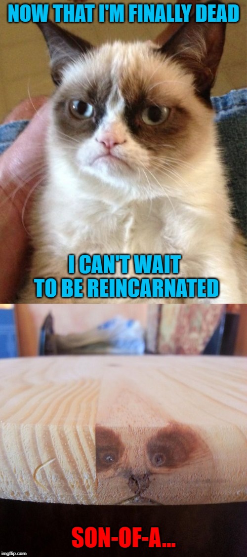 Be careful what you wish for! | NOW THAT I'M FINALLY DEAD; I CAN'T WAIT TO BE REINCARNATED; SON-OF-A... | image tagged in memes,grumpy cat,reincarnation,funny,careful what you wish for,can't win | made w/ Imgflip meme maker
