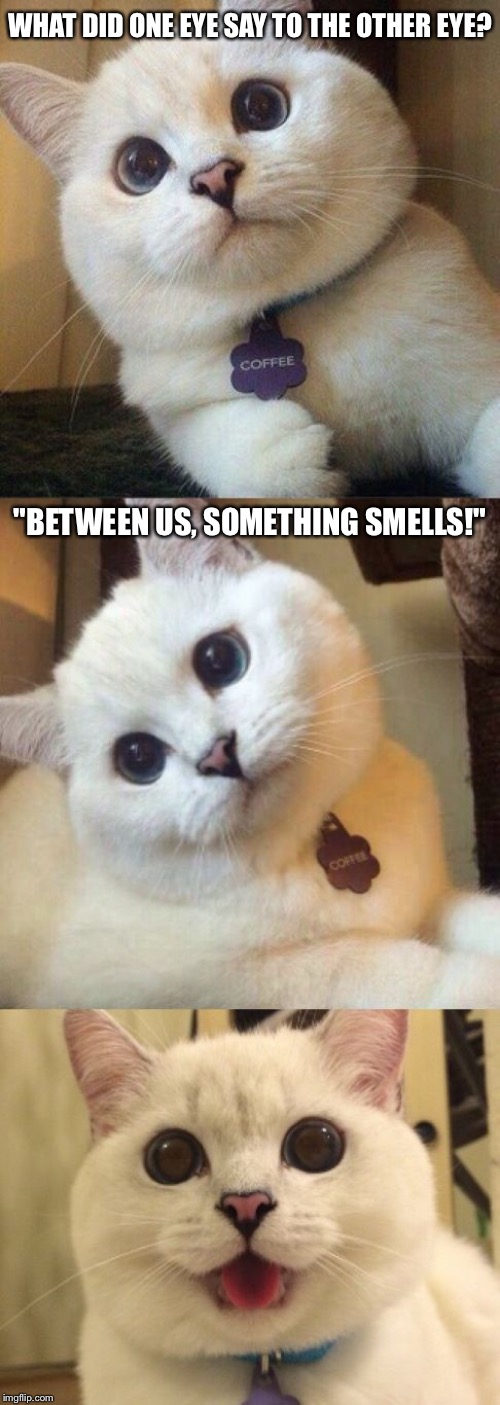That's For Sure! | WHAT DID ONE EYE SAY TO THE OTHER EYE? "BETWEEN US, SOMETHING SMELLS!" | image tagged in bad pun cat,puns,pun,cat,cats,memes | made w/ Imgflip meme maker