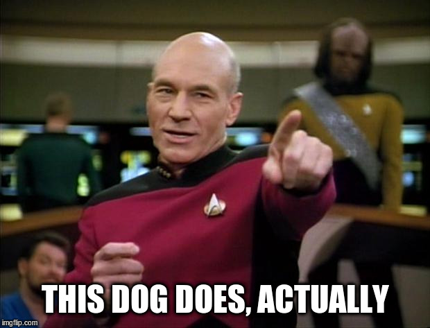 THIS DOG DOES, ACTUALLY | image tagged in picard | made w/ Imgflip meme maker