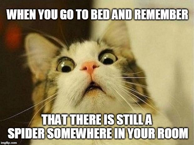 Scared Cat | WHEN YOU GO TO BED AND REMEMBER; THAT THERE IS STILL A SPIDER SOMEWHERE IN YOUR ROOM | image tagged in memes,scared cat | made w/ Imgflip meme maker