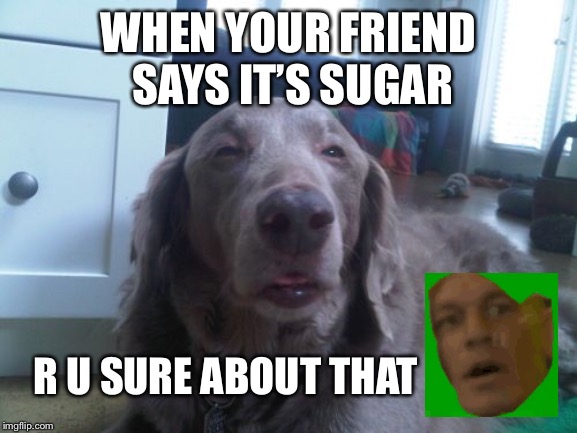 High Dog | WHEN YOUR FRIEND SAYS IT’S SUGAR; R U SURE ABOUT THAT | image tagged in memes,high dog | made w/ Imgflip meme maker