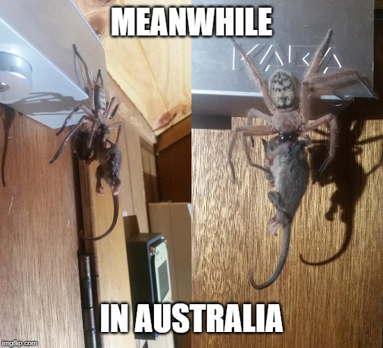 Yes, that's a spider eating an opossum | MEANWHILE; IN AUSTRALIA | image tagged in memes,australia,meanwhile in australia,spider,opossum,possum | made w/ Imgflip meme maker
