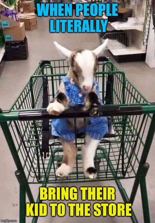 Just keep him in the cart, lady! | WHEN PEOPLE LITERALLY; BRING THEIR KID TO THE STORE | image tagged in kid,goat,store,shopping cart,cute,memes | made w/ Imgflip meme maker