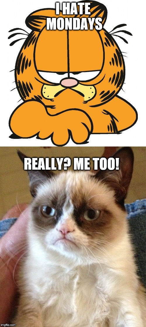 I HATE MONDAYS; REALLY? ME TOO! | image tagged in garfield | made w/ Imgflip meme maker