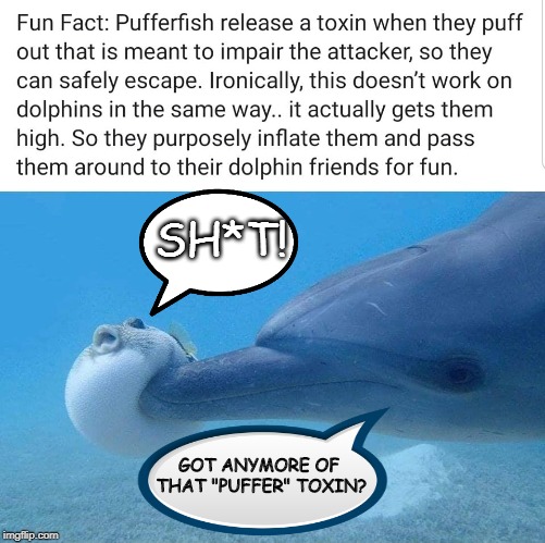 SH*T! GOT ANYMORE OF THAT "PUFFER" TOXIN? | image tagged in funny,funny memes,yall got any more of | made w/ Imgflip meme maker