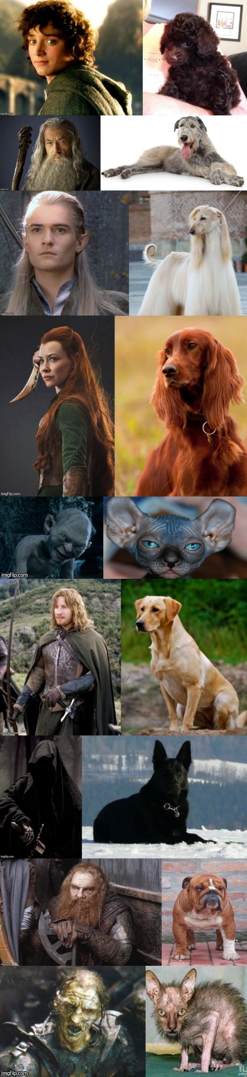 Lord of the Pets | image tagged in lord of the rings,the hobbit,dogs,doppelgnger,pets,funny | made w/ Imgflip meme maker