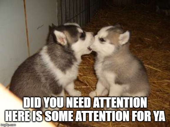 Cute Puppies | DID YOU NEED ATTENTION HERE IS SOME ATTENTION FOR YA | image tagged in memes,cute puppies | made w/ Imgflip meme maker