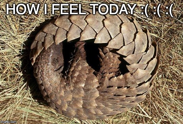 Not in the best of moods | HOW I FEEL TODAY :( :( :( | image tagged in anteater,bad day,sad,feelings,blue | made w/ Imgflip meme maker