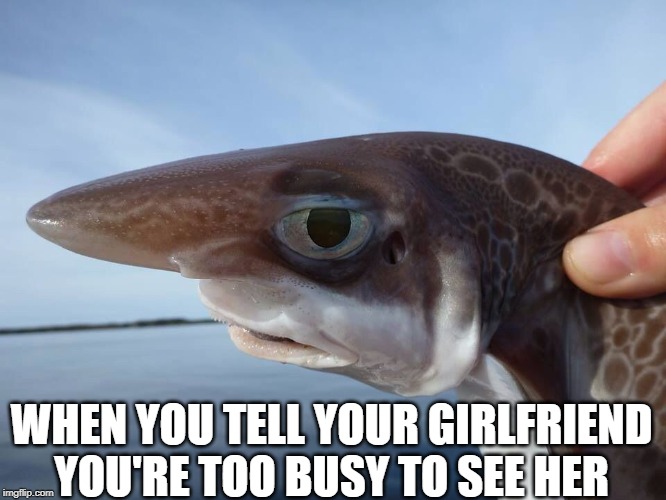 The Look! | WHEN YOU TELL YOUR GIRLFRIEND YOU'RE TOO BUSY TO SEE HER | image tagged in what the fish | made w/ Imgflip meme maker