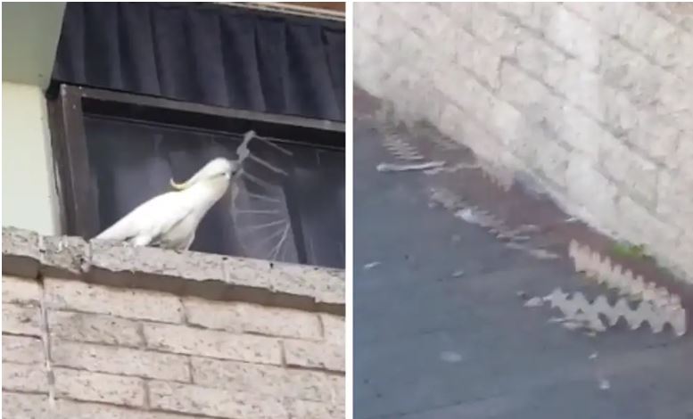 Fuck The Police Blank Template Imgflip