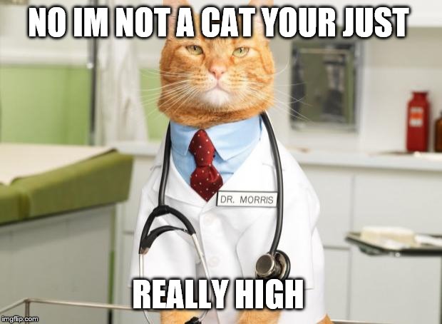 Cat Doctor | NO IM NOT A CAT YOUR JUST REALLY HIGH | image tagged in cat doctor | made w/ Imgflip meme maker