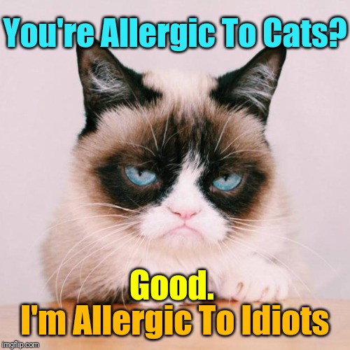 That Makes Us Even | You're Allergic To Cats? Good. I'm Allergic To Idiots | image tagged in grumpy cat again,memes,grumpy cat,cats | made w/ Imgflip meme maker