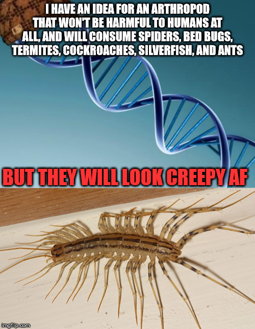 Evolution be like: | I HAVE AN IDEA FOR AN ARTHROPOD THAT WON'T BE HARMFUL TO HUMANS AT ALL, AND WILL CONSUME SPIDERS, BED BUGS, TERMITES, COCKROACHES, SILVERFISH, AND ANTS; BUT THEY WILL LOOK CREEPY AF | image tagged in scumbag dna | made w/ Imgflip meme maker