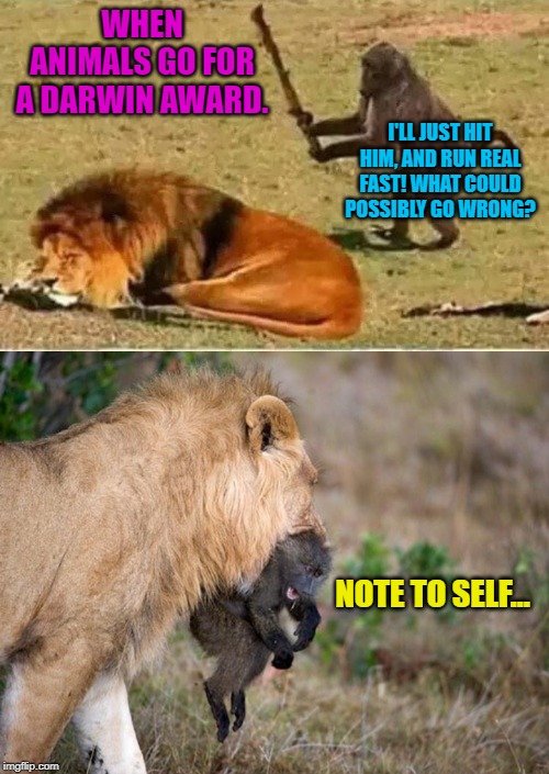 And he was never seen or heard from again! | WHEN ANIMALS GO FOR A DARWIN AWARD. I'LL JUST HIT HIM, AND RUN REAL FAST! WHAT COULD POSSIBLY GO WRONG? NOTE TO SELF... | image tagged in bad decisions,animal kingdom,nixieknox,memes | made w/ Imgflip meme maker