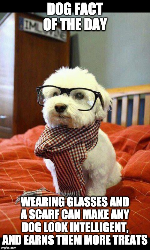 Dog Fact of the day | DOG FACT OF THE DAY; WEARING GLASSES AND A SCARF CAN MAKE ANY DOG LOOK INTELLIGENT, AND EARNS THEM MORE TREATS | image tagged in memes,intelligent dog | made w/ Imgflip meme maker
