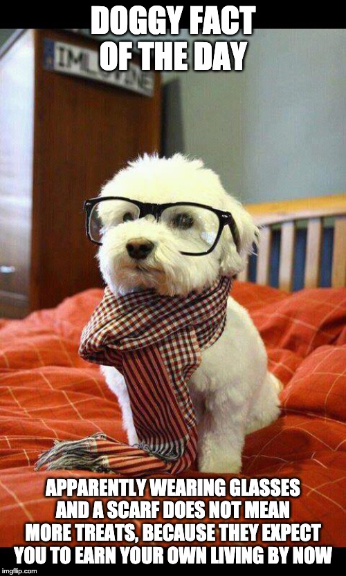 Doggy fact of the day | DOGGY FACT OF THE DAY; APPARENTLY WEARING GLASSES AND A SCARF DOES NOT MEAN MORE TREATS, BECAUSE THEY EXPECT YOU TO EARN YOUR OWN LIVING BY NOW | image tagged in memes,intelligent dog | made w/ Imgflip meme maker