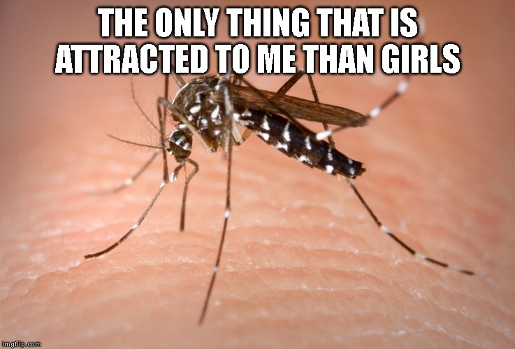 mosquito  | THE ONLY THING THAT IS ATTRACTED TO ME THAN GIRLS | image tagged in mosquito,love,girl | made w/ Imgflip meme maker
