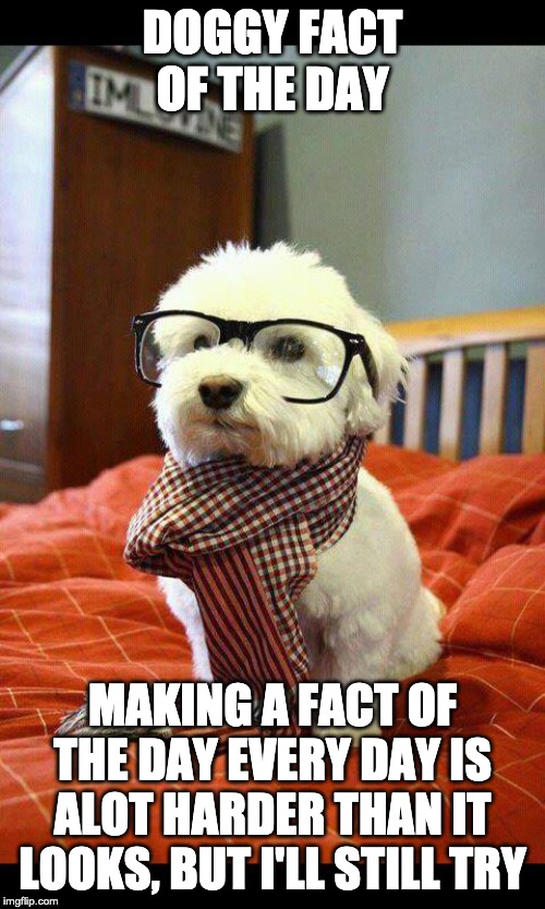 Doggy fact of the day 3 | DOGGY FACT OF THE DAY; MAKING A FACT OF THE DAY EVERY DAY IS ALOT HARDER THAN IT LOOKS, BUT I'LL STILL TRY | image tagged in memes,intelligent dog,fact of the day | made w/ Imgflip meme maker