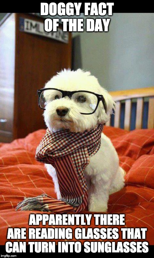 Doggy fact of the day 4 | DOGGY FACT OF THE DAY; APPARENTLY THERE ARE READING GLASSES THAT CAN TURN INTO SUNGLASSES | image tagged in memes,intelligent dog | made w/ Imgflip meme maker