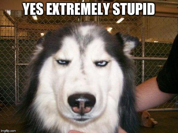 seriously_husky | YES EXTREMELY STUPID | image tagged in seriously_husky | made w/ Imgflip meme maker