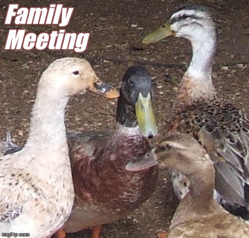 Family meeting | Family
Meeting | image tagged in family meeting,ducks,memes | made w/ Imgflip meme maker