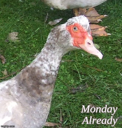 Monday Already | Monday 
Already | image tagged in monday already,memes,ducks,good morning,good morning ducks,muscovy ducks | made w/ Imgflip meme maker