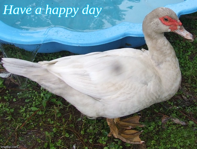 have a happy day | Have a happy day | image tagged in have a happy day,memes,happy ducks,ducks,muscovy ducks | made w/ Imgflip meme maker