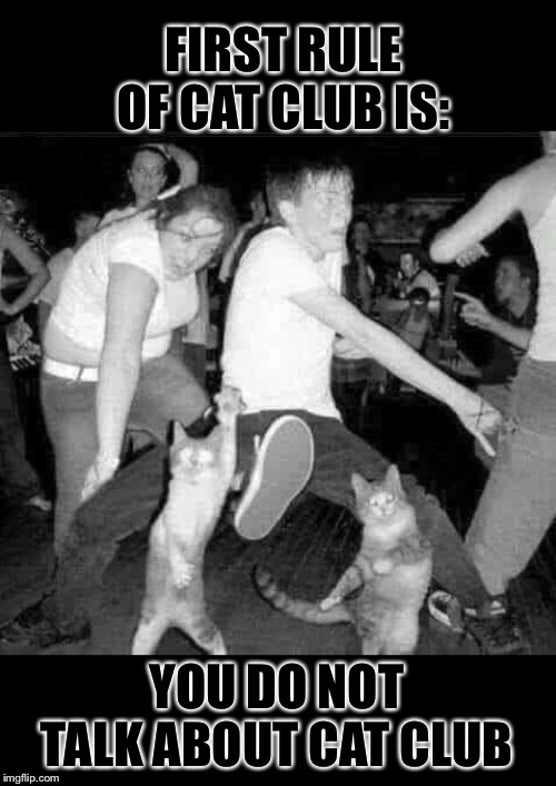Cat Club | FIRST RULE OF CAT CLUB IS:; YOU DO NOT TALK ABOUT CAT CLUB | image tagged in cat,dance,club,fight club,funny memes | made w/ Imgflip meme maker