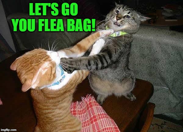 Two cats fighting for real | LET'S GO YOU FLEA BAG! | image tagged in two cats fighting for real | made w/ Imgflip meme maker