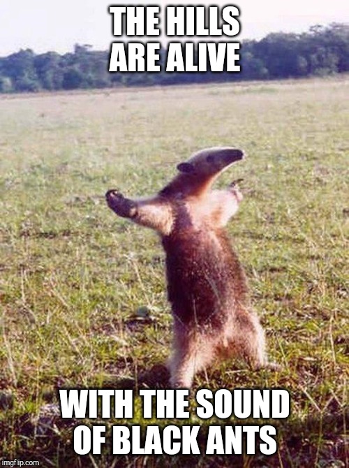 Fight me anteater | THE HILLS ARE ALIVE; WITH THE SOUND OF BLACK ANTS | image tagged in fight me anteater | made w/ Imgflip meme maker
