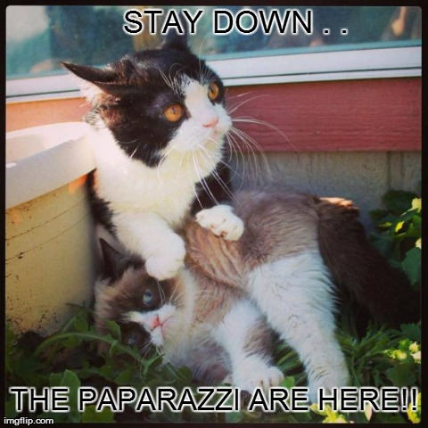 The Grumparazzi are here !! | image tagged in funny,memes,grumpy cat,cats,animals | made w/ Imgflip meme maker