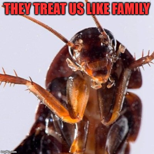 Roach | THEY TREAT US LIKE FAMILY | image tagged in roach | made w/ Imgflip meme maker