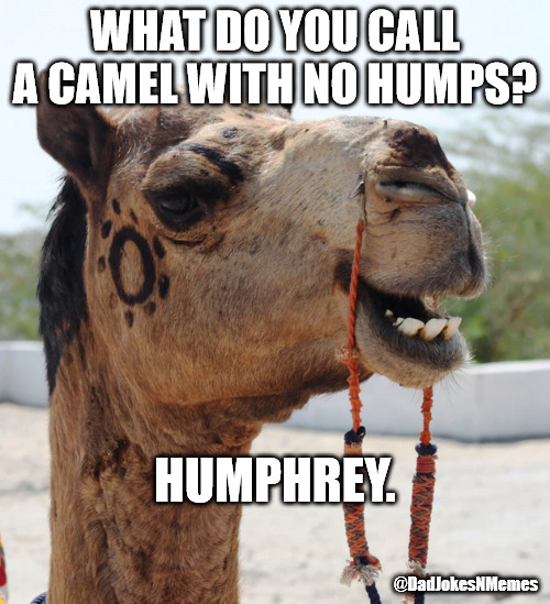 This joke is so corny I grabbed my camel-corder. | WHAT DO YOU CALL A CAMEL WITH NO HUMPS? HUMPHREY. @DadJokesNMemes | image tagged in dad jokes,dad joke,camel,corny joke,corny | made w/ Imgflip meme maker