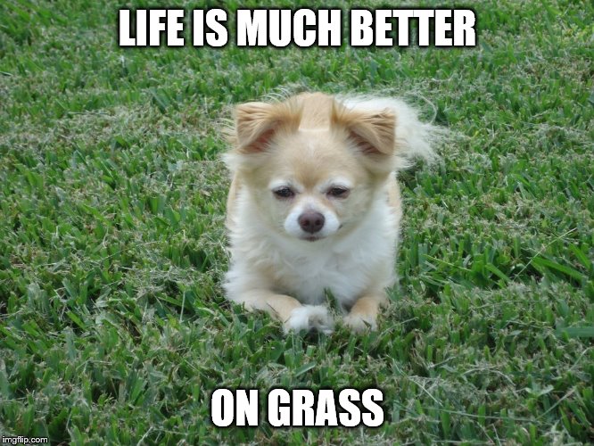 Kirby's words | LIFE IS MUCH BETTER; ON GRASS | image tagged in weed,chihuahua,dog,legalize weed,2020,marijuana | made w/ Imgflip meme maker