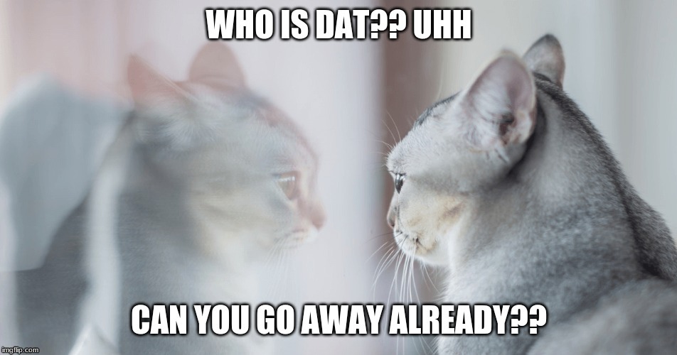 Go away!! | image tagged in go away,cat,reflection,silly,silly kitty | made w/ Imgflip meme maker
