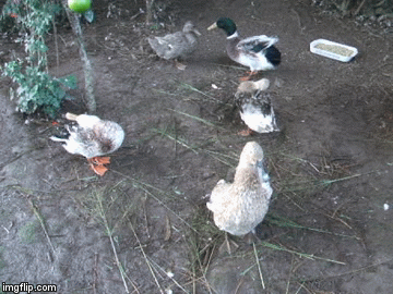 Ducks cleaning | image tagged in gifs,ducks,ducks cleaning | made w/ Imgflip video-to-gif maker
