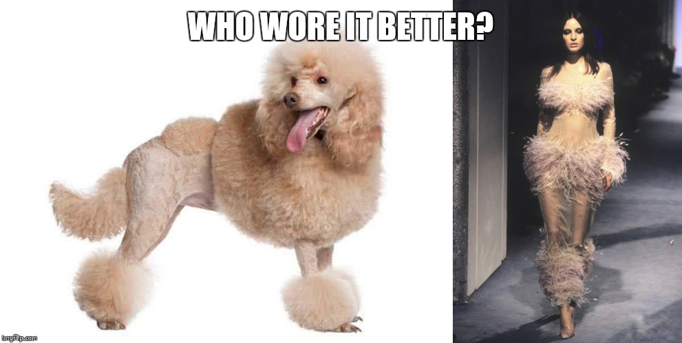 POODLE LADY | WHO WORE IT BETTER? | image tagged in poodle,dogs,who wore it better,model | made w/ Imgflip meme maker