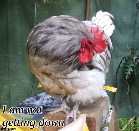 I am not getting down | I am not 
getting down | image tagged in memes,chickens,roosters | made w/ Imgflip meme maker